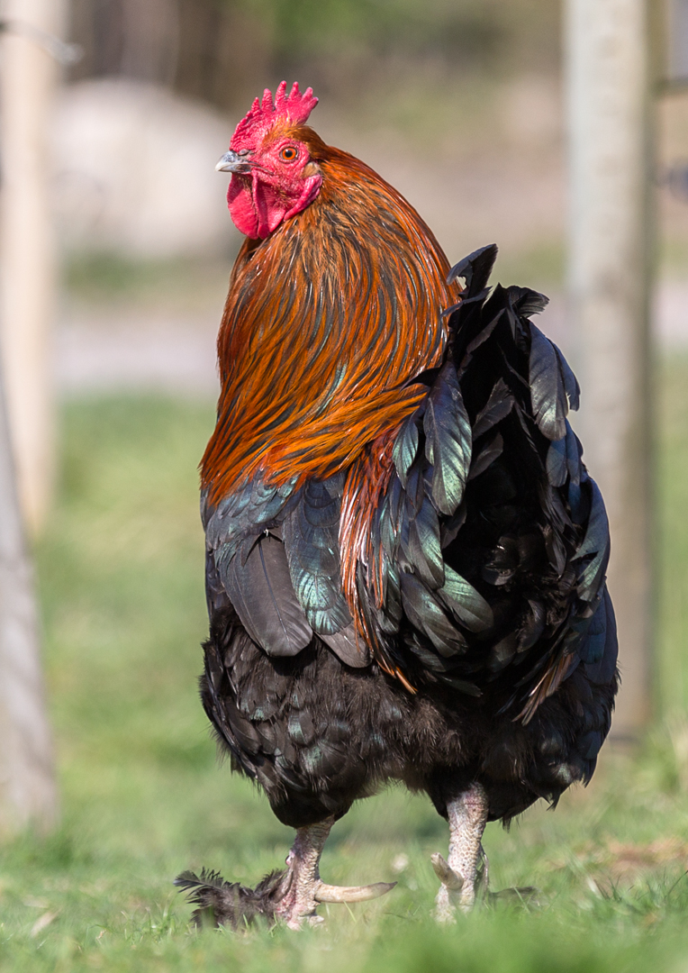 Påsk på Bergs gård